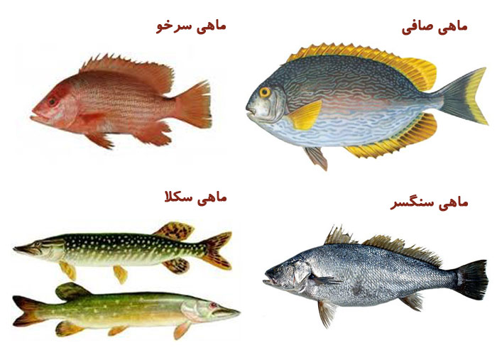 انواع آبزیان